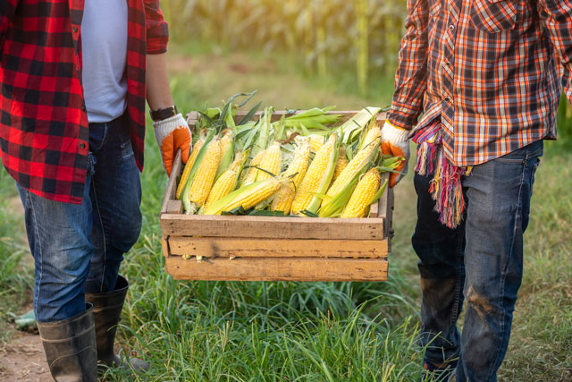 Famers carrying a crate of sweet corn